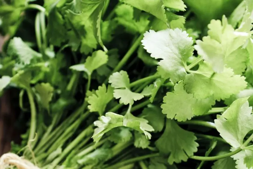 Türkiye'de Isparta ve Konya'da yetişiyor: Değerini en çok Meksikalılar biliyor! Karaciğerde toksin bırakmayan besin 6