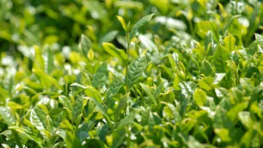 Yaş çay alım fiyatı 90 kuruş