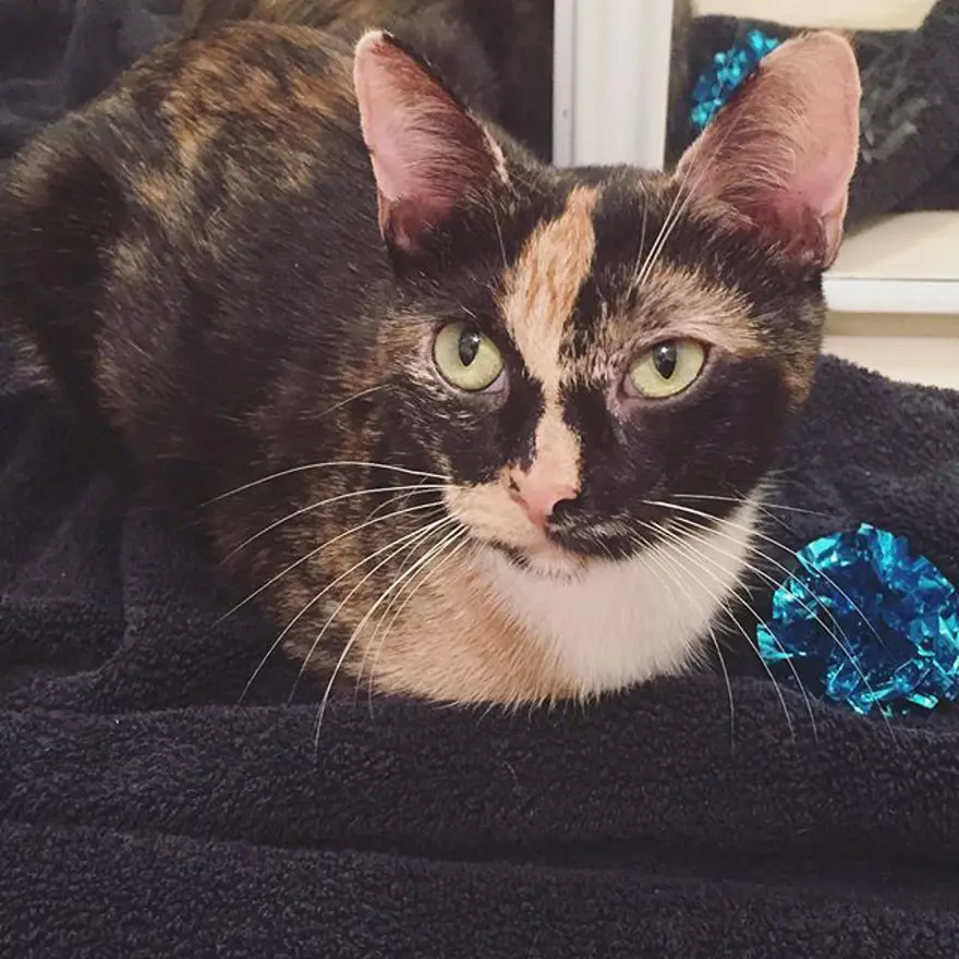 Hayatını kedileri kurtarmaya adadı 341