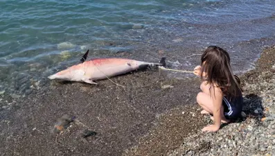 Trabzon&#x27;da ölü yunus karaya vurdu