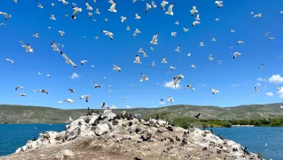 Çıldır Gölü, kuş cennetine döndü