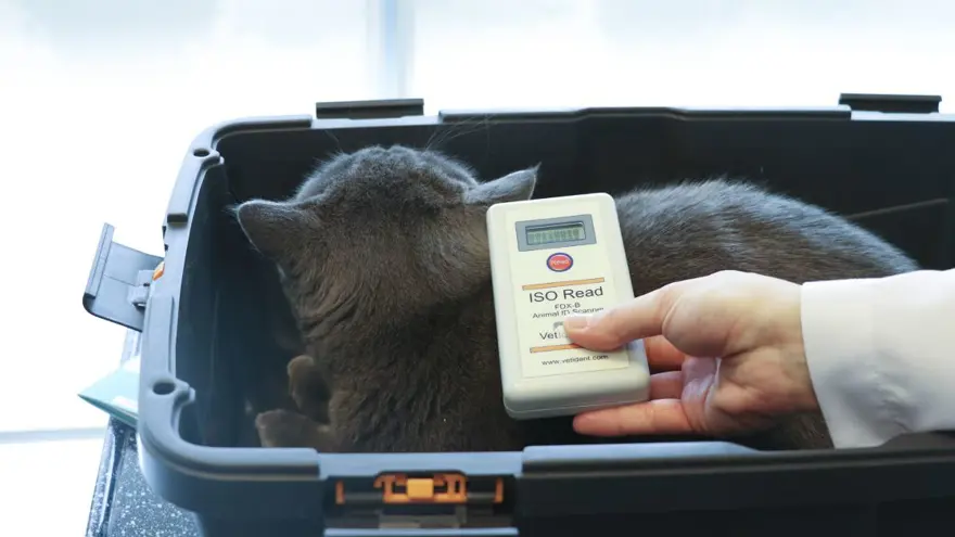 11. SORU: Sahipsiz hayvanlar veteriner hekimler tarafından tedavi edilebilecek mi? 10 11. SORU: Sahipsiz hayvanlar veteriner hekimler tarafından tedavi edilebilecek mi? 10