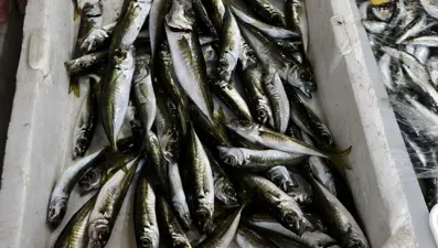 Tezgahta yerini aldı: Herkes severek tüketiyor