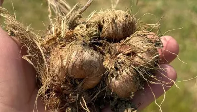 Safranbolu’da safran soğanı hasadı başladı