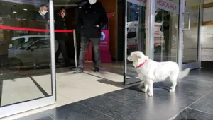 Sahibi tedavi gören 'Boncuk' 5 gündür hastane kapasında bekliyor