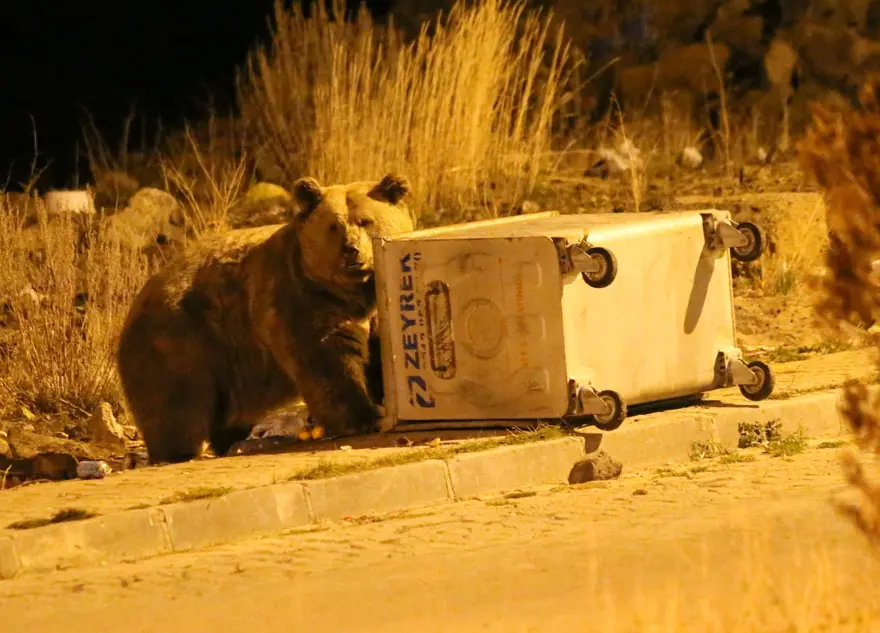 Dünyada tek göç edebilen ayı türü: Sarıkamış'ta çöpten beslenirken görüntülendi 