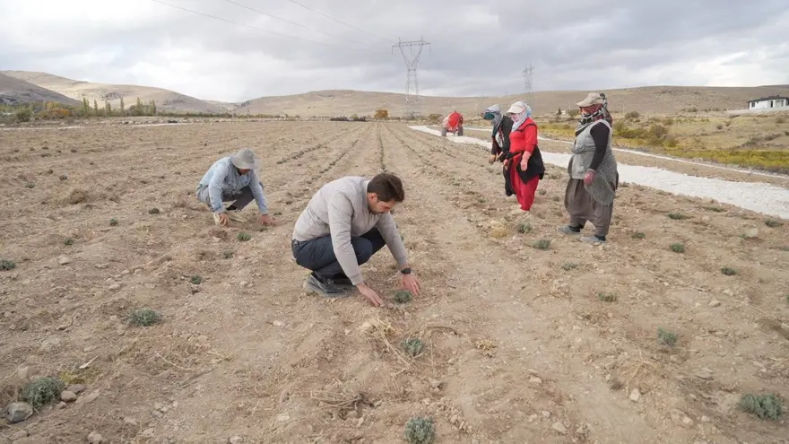 45 dekarlık alana 35 bin adet dikildi: Yeni bir gelir kapısı açacak 2 45 dekarlık alana 35 bin adet dikildi: Yeni bir gelir kapısı açacak 2