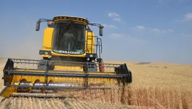 Bulanık’ta hububat hasadı başladı