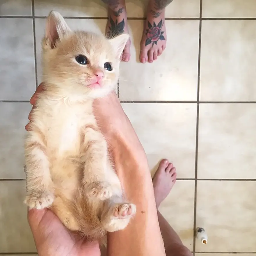 Hayatını kedileri kurtarmaya adadı 227