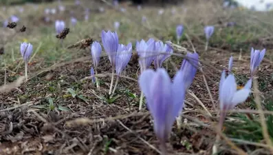 "Güz çiğdemi" olarak da biliniyor: İlçeye yaklaşık 15 kilometre uzaklıkta