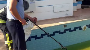 Havuza giren yılanı itfaiye ekipleri çıkardı