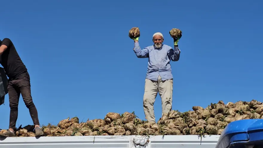 En önemli geçim kaynaklarından biri: Sabah saatlerinde sökümü başladı 3