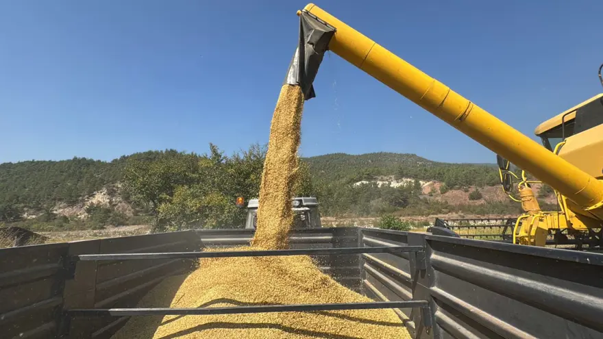 "Beyaz altın" olarak biliniyor: Bu yıl yüzde 40 düşüş yaşandı 1 "Beyaz altın" olarak biliniyor: Bu yıl yüzde 40 düşüş yaşandı 1