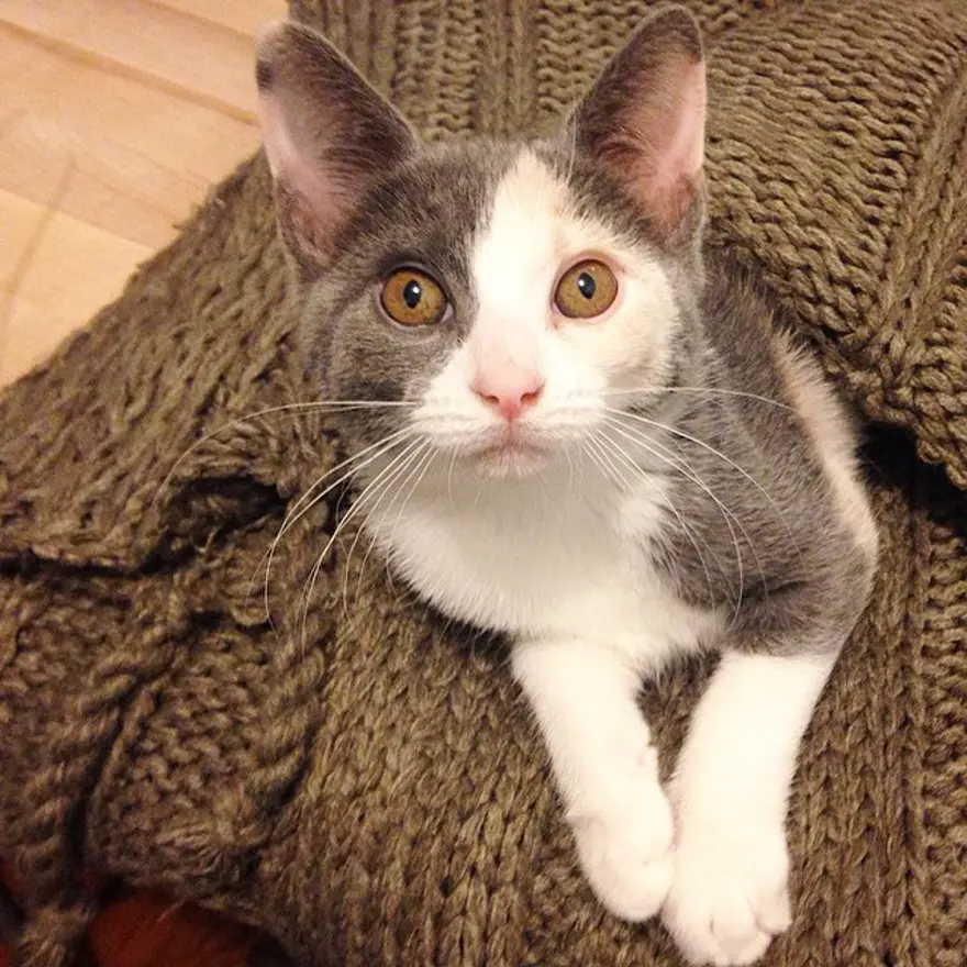 Hayatını kedileri kurtarmaya adadı 109