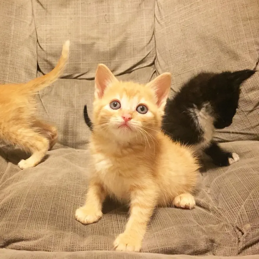 Hayatını kedileri kurtarmaya adadı 187