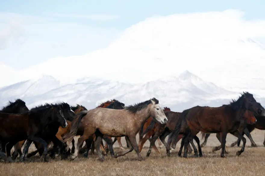 Sultan Sazlığı'na renk katan Yılkı atları kışın bölge halkınca besleniyor 10