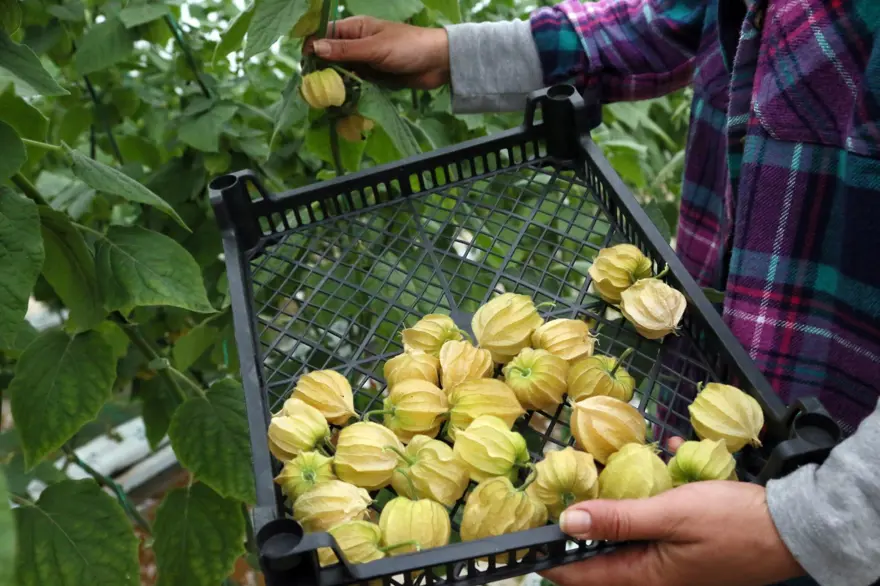 Altın çilek hasadı başladı: Kilosu 150 lira 