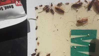 Cadılar Bayramı'nda hamam böceği sürprizi: İlçenin her tarafını sardılar