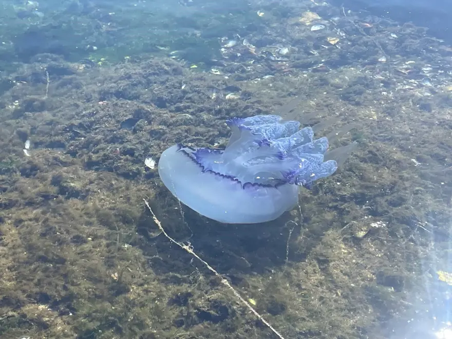 Marmara'da "bitti" derken yeniden hortladı: Balıkçılar çaresiz kaldı 1