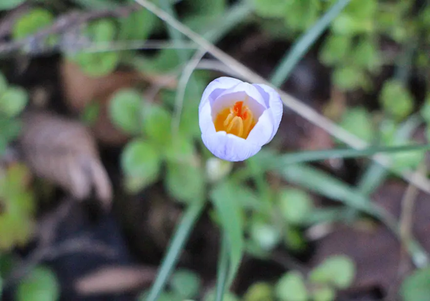 Milli servet değeri var. Karların erimesiyle dağlarda çıktı 