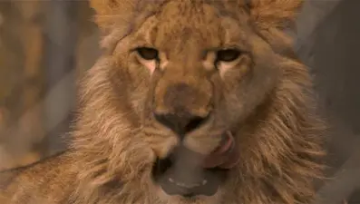 Bahçede beslediği aslan öldürdü