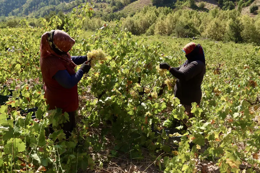 Taştan oyulmuş havuzlarda toplanıp 6 saat kaynatılıyor: Osmaniye'de yapımına başlandı 6 Taştan oyulmuş havuzlarda toplanıp 6 saat kaynatılıyor: Osmaniye'de yapımına başlandı 6