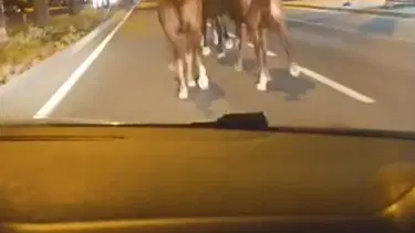 Mersin'de kara yolunda yarış atı şaşkınlığı