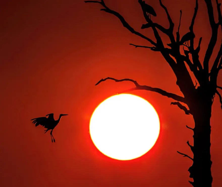 Fotoğraf tutkunu cumhuriyet savcısı 358’inci kuş türünü belgeledi 9