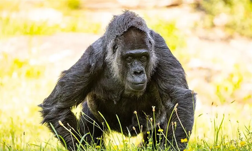 Dünyanın en yaşlı gorili: Fatou, 68'inci yaşını kutladı 4