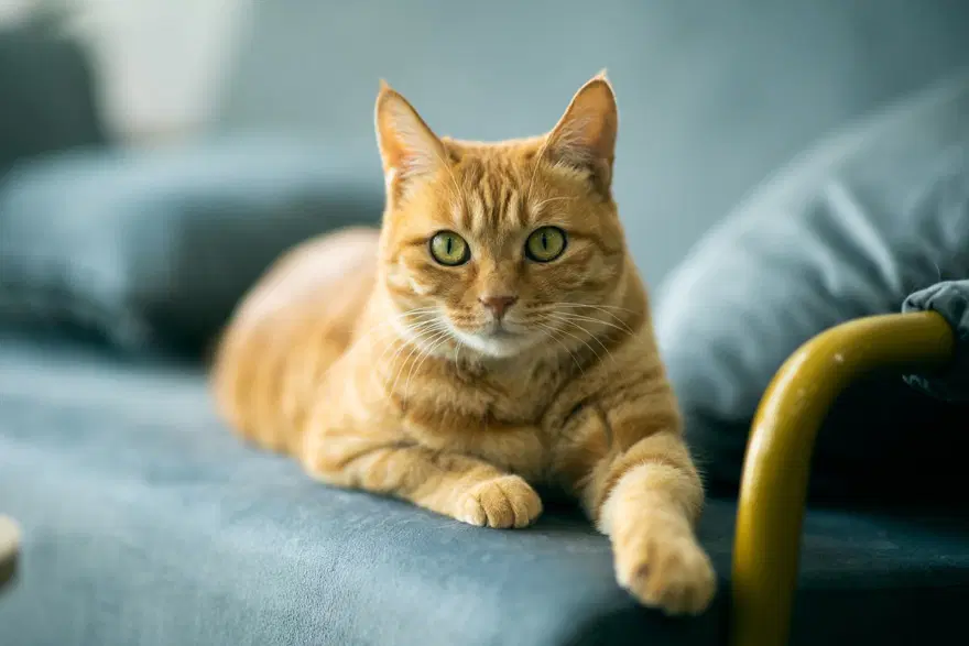 Kedilerle ilgili eğlenceli gerçekler (8 Ağustos Uluslararası Kedi Günü) 2 Kedilerle ilgili eğlenceli gerçekler (8 Ağustos Uluslararası Kedi Günü) 2