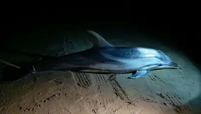 İzmir’de ölü yunus kıyıya vurdu