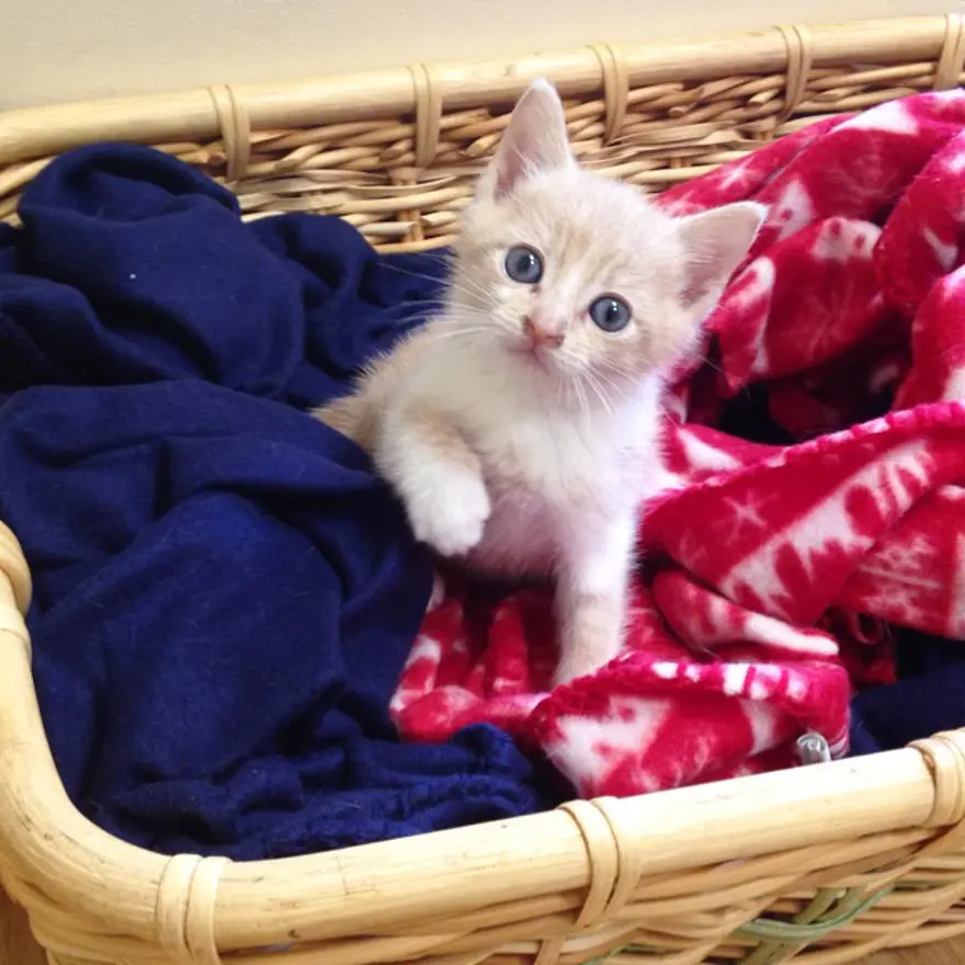 Hayatını kedileri kurtarmaya adadı 31