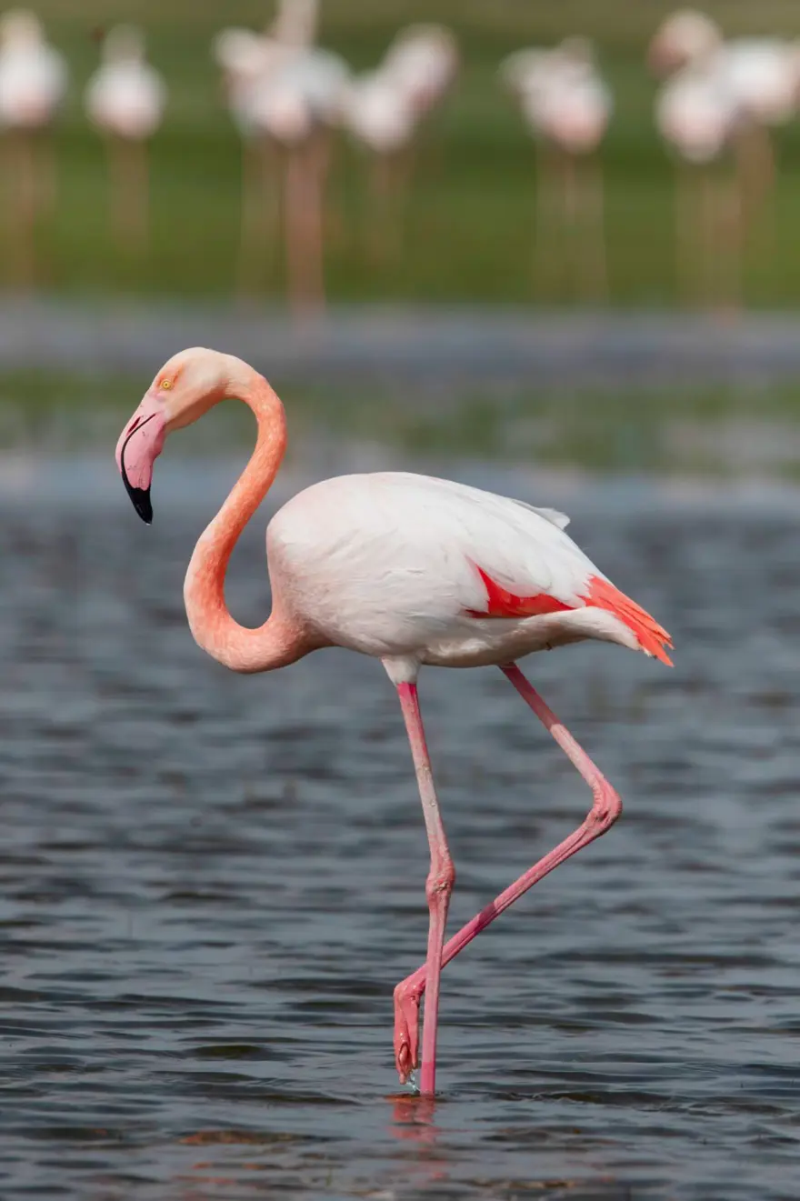 Tuz Gölü'nün misafirleri flamingolar gelmeye başladı 11