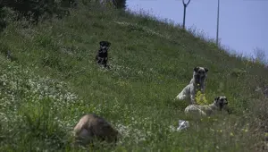 158 yazar ve sanatçıdan ortak açıklama: Sokak hayvanlarının yanındayız