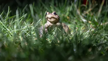 Balıkesir’den bir yılda 7,2 milyon liralık kurbağa ihracatı