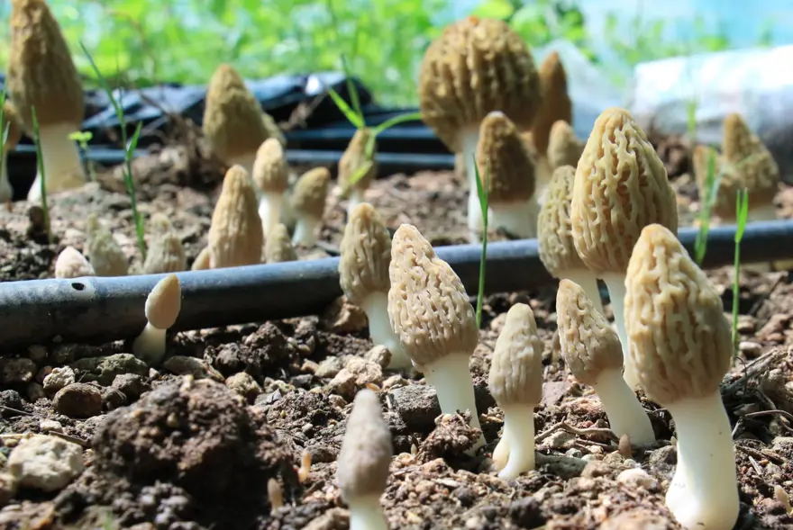 Kuzugöbeği mantarı, Türkiye’de ilk defa üretildi: Tazesinin kilosu 400, kurusu 3 bin lira 8 Kuzugöbeği mantarı, Türkiye’de ilk defa üretildi: Tazesinin kilosu 400, kurusu 3 bin lira 8