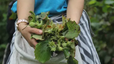 Halk arasında "yeşil altın" deniyor: Bölgenin en önemli geçim kaynağı