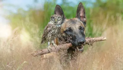 Evcil köpek Iglo'nun baykuşlarla kurduğu sıradışı dostluk