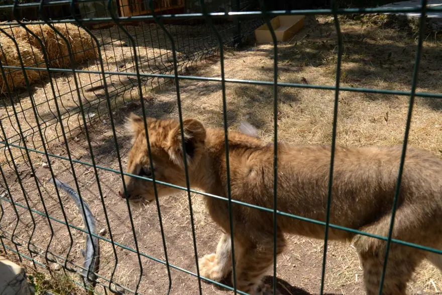 Mahalle arasındaki hayvanat bahçesi yıkıldı 2