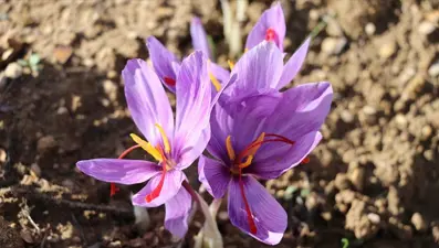 AB coğrafi işaret tescilli Safranbolu safranı markalaşma yolunda ilerleyecek