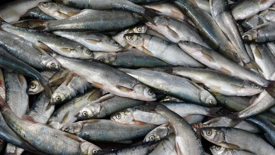 Van Gölü'nde son ağlar çekildi: İnci kefali av yasağı başladı 