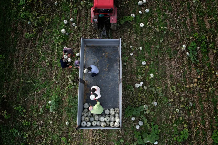 "Beyaz Elmas" parlamaya başladı: Tek tek kesilerek toplanıyor 4