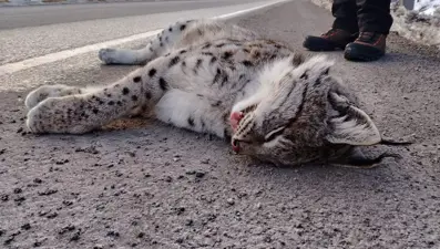 Sansa deresi hayvanlara mezar oldu