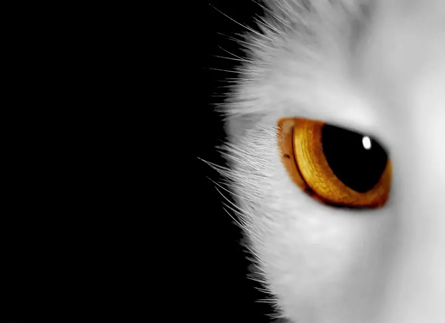 İnternetin yeni fenomenleri 59