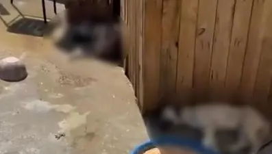 Yer: Ankara... 5 köpek zehirlenerek öldürüldü