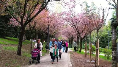 Sakuralar çiçek açtı: Vatandaşlar akın etti