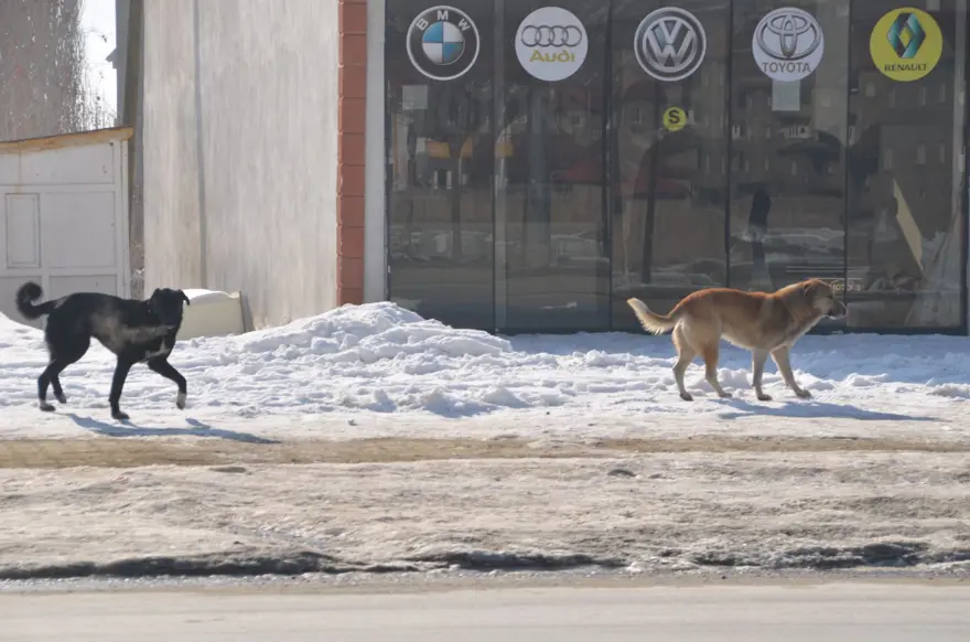 SOKAK KÖPEKLERİ TOPLANIYOR 3