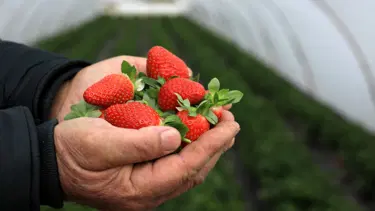 Selde zarar gören 15 bin ton çilek çöpe gitti