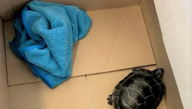 Havalimanında yolcunun pantolonundan kaplumbağa çıktı