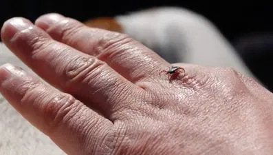 Her kene ölümcül virüs taşımıyor: KKKA'dan ölüm oranı yüzde 5